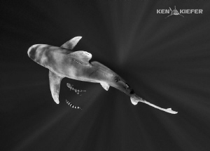 Oceanic Whitetip from above by Ken Kiefer 